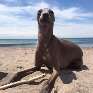 Meet your Posher, Leyna